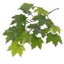 Branche d'érable artificiel VILGOT, crossdoor, vert, 70cm