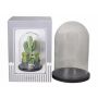 Dôme en verre SABIKA avec socle en bois noir, transparent, 22cm, Ø14cm