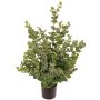 Arbre d'eucalyptus artificiel TONFYN, tronc naturel, vert, 100 cm