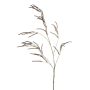Branche amarante décorative CERRO avec fleurs, brun, 100cm