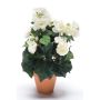 Bégonia artificiel CATINKA en pot de terre cuite, crème, 30cm