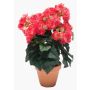 Bégonia artificiel CATINKA en pot de terre cuite, fuchsia, 30cm