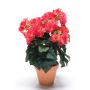 Bégonia artificiel CATINKA en pot de terre cuite, fuchsia, 30cm