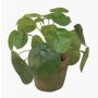 Plante à monnaie chinoise artificielle SYBIL en pot en terre cuite, vert, 13cm
