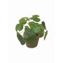 Plante à monnaie chinoise artificielle SYBIL en pot en terre cuite, vert, 13cm