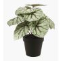 Bégonia rex artificiel MEIRA, vert-gris, 25cm