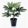 Plante artificielle Aralia TEULADA, vert, 30cm