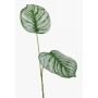 Branche de calathea Orbifolia artificielle TAMARIU, vert-blanc, 50cm