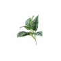 Pothos tacheté artificiel OBASI sur piquet, vert-blanc, 25cm