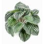 Peperomia artificiel KEPANO sur piquet, vert-blanc, 25cm
