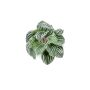 Peperomia artificiel KEPANO sur piquet, vert-blanc, 25cm