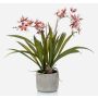 Fausse orchidée Oncidium COLUNGA en pot en céramique, rose-violet, 45cm