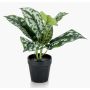 Pothos tacheté artificiel OBASI, vert-blanc, 25cm