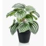 Peperomia artificiel KEPANO, vert-blanc, 25cm