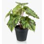 Bégonia rex artificiel MEIRA, vert-noir, 25cm