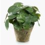 Plante à monnaie chinoise artificielle SYBIL en pot en terre cuite, vert, 22cm