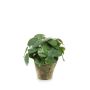 Plante à monnaie chinoise artificielle SYBIL en pot en terre cuite, vert, 22cm