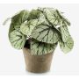 Bégonia rex artificiel MEIRA en pot en terre cuite, touffu, vert-gris, 25cm