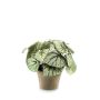 Bégonia rex artificiel MEIRA en pot en terre cuite, touffu, vert-gris, 25cm
