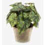 Bégonia rex artificiel MEIRA en pot en terre cuite, touffu, vert-noir, 25cm