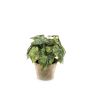 Bégonia rex artificiel MEIRA en pot en terre cuite, touffu, vert-noir, 25cm