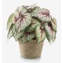 Bégonia rex artificiel MEIRA en pot en terre cuite, touffu, vert-rose, 25cm