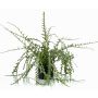 Rhipsalis en plastique BERJA, vert, 50cm