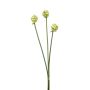 Bouquet d'Alliums artificiels LAMDA, crème-vert, 65cm