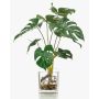 Philodendron décoratif Monstera Deliciosa PAVONIS en pot de verre, 40cm