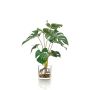 Philodendron décoratif Monstera Deliciosa PAVONIS en pot de verre, 40cm