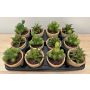 Composition florale artificielle de plantes succulentes GLAVEN dans un pot en terre cuite, 12 pièces, vert, 12-13 cm