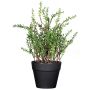 Herbe décorative thym DURNAS dans un pot décoratif, vert, 24 cm
