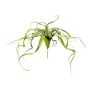 Plante succulente artificielle Tillandsia streptophylla KRIFT, piquet, vert, 65cm