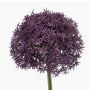 Allium artificiel PRAXEN, violet foncé, 90 cm