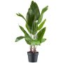 Plante artificielle Strelitzia JARVINY dans un pot décoratif, vert, 70 cm