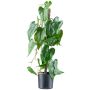 Plante artificielle « fleur de flamant rose » TROMLEN, racines aériennes, verte, 65 cm