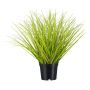 Fausse herbe Pennisetum BENKU, vert-brun, 30cm