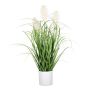 Herbe décorative Herbe de la pampa PANCHE en pot décoratif, panicules, crème, 60cm