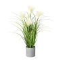 Herbe de la pampa décorative VILMO en pot décoratif, panicules, crème, 50cm