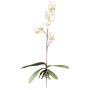 Orchidée Phalaenopsis artificielle MALZA, piquet, racines, crème, 55cm