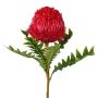Fleur décorative Banksia serrata PONGER, rouge bourgogne, 70cm