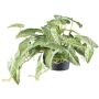Suspension d'alocasia zebrina variegata artificielle KLUVY, vert-crème, 40cm