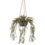 Suspension de rhipsalis pilocarpa décorative VEXORY, pot décoratif, retombante, vert, 80cm