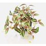 Plante artificielle Tradescantia zebrina DIHALLO dans un pot décoratif, vert-rouge, 19 cm