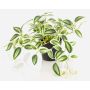 Plante artificielle Tradescantia zebrina DIHALLO dans un pot décoratif, vert-blanc, 19 cm