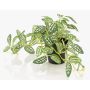 Plante artificielle « poivre nain » MIHALLA dans un pot décoratif, vert et blanc, 19 cm