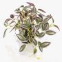 Plante artificielle Tradescantia zebrina DIHALLO dans un pot décoratif, vert-violet, 19 cm