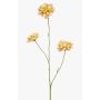 Branche décorative Scabiosa DIHALLY, jaune-pêche, 80 cm, Ø 8-9 cm