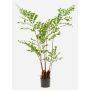 Palmier en plastique « queue de poisson » JENKFAN, vert, 140 cm