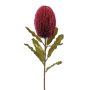 Fleur artificielle Banksia robur BRAGEK, rouge bourgogne, 65cm